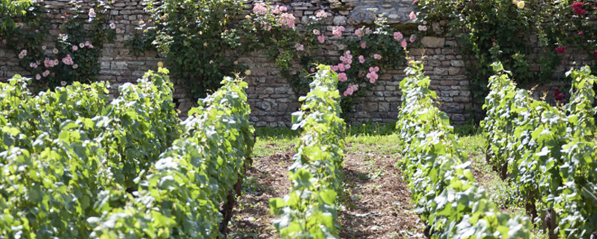 Domaine Thierry Violot-Guillemard – Peter Maude Fine Wines Domaine Thierry Violot-Guillemard – Peter Maude Fine Wines